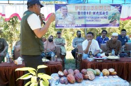 Pemkab Bantaeng Mulai Tanam Bibit Kakao di Dua Desa