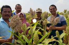 Kementan, Kemenko Perekonomian dan Bappenas Kompak Dorong Pengembangan Sorgum