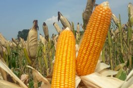 Ini Strategi Pemenuhan Kebutuhan Jagung Nasional