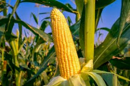 Tingkatkan Produksi Jagung, Kementan Gencarkan Penggunaan Varietas yang Dilepas