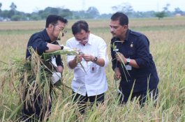 Kementan Optimalkan Lahan Eks Tambang Jadi Areal Pertanian Produktif