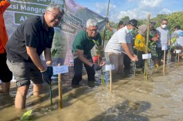 Masih Dalam Rangka HUT ke 70, KALLA Tanam 32.000 Mangroove di Kabupaten Pangkep