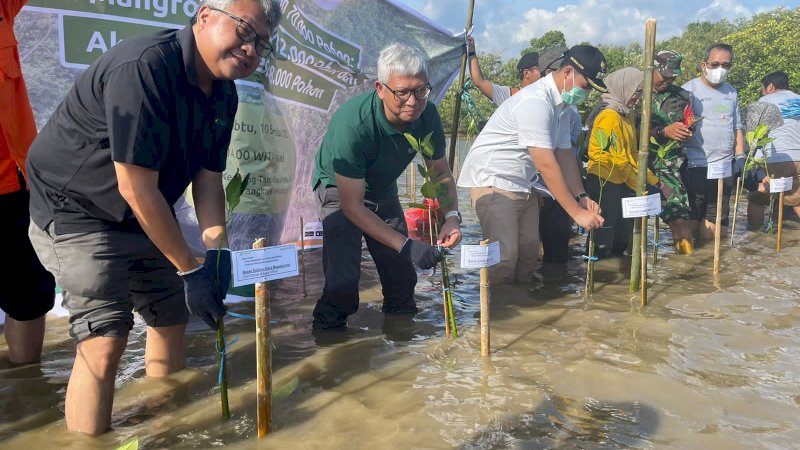 Masih Dalam Rangka HUT ke 70, KALLA Tanam 32.000 Mangroove di Kabupaten Pangkep
