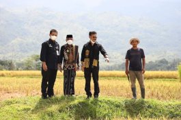 Jaga Produksi Padi, Kementan Perketat Penanganan Penyakit Hawar dan Busuk Pelepah
