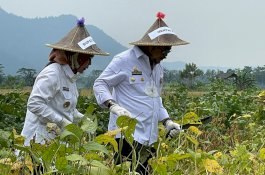 Mentan: Provinsi Banten Mampu Hasilkan Produk Kedelai Lokal Berkualitas