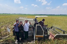Kementan Tingkatkan Indeks Pertanaman dan Produksi Padi dengan Benih Super Genjah