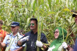 Mentan SYL  Panen Sorgum di Jombang