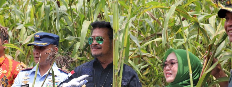 Mentan SYL  Panen Sorgum di Jombang