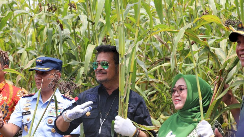 Mentan SYL  Panen Sorgum di Jombang