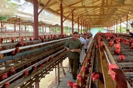 Kementan: Ketersediaan Telur Ayam Ras di Indonesia Wilayah Timur Aman dan Mencukupi