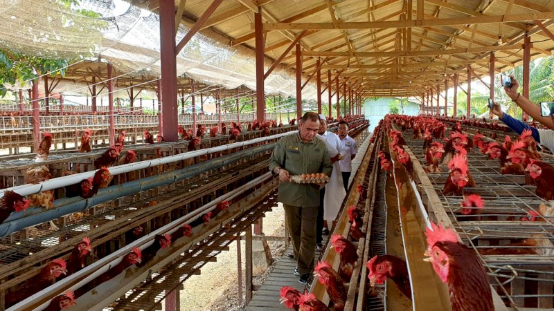 Kementan: Ketersediaan Telur Ayam Ras di Indonesia Wilayah Timur Aman dan Mencukupi