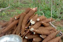 Gairah Pangan Lokal Substitusi Impor, Kementan Genjot Produksi Singkong