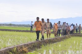 Capai 120 Ribu Ton hingga September, Sulsel Jadi Pemasok Beras Terbesar Nasional