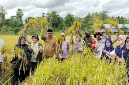 Dongkrak Hasil Pertanian, Peragi Jempol Program Mandiri Benih Sulsel