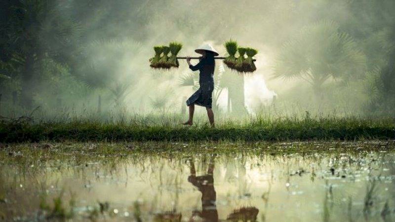 Ilustrasi petani padi membawa benih. [Pixabay]