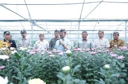 Mentan SYL Panen dan Cek Persiapan Ekspor Bunga Krisan Ke Jepang