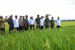 Pangdam Hasanuddin Tinjau Lahan Ketahanan Pangan dan Penyamaian Bibit Padi di Maros