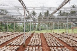 Wujudkan Merdeka Kelapa, Kementerian Pertanian Bangun Nursery Modern di Batang