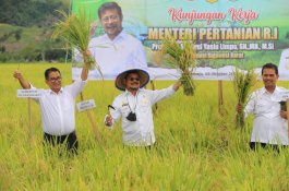 BPS: Tahun 2022, Produksi Padi Diperkirakan Meningkat 1,25 Juta Ton 