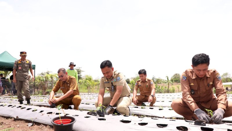 Gerakan Tanam Serentak di 14 Titik Sentuh Ratusan Hektare Lahan Perkebunan di Bantaeng