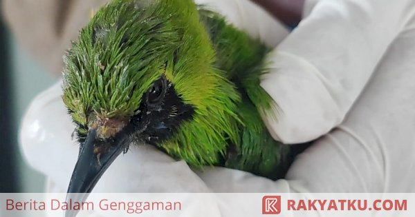 Penyelundupan Burung Cucak Ijo Digagalkan di Parepare