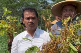 Kementan Genjot Pangan Lokal Aneka Tepung Gluten Free