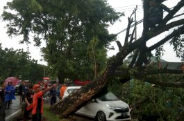 Pohon Tumbang Timpa Mobil Terparkir di Depan Kantor Dinas Pendidikan Pangkep