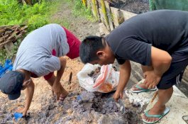 Layak Dicontoh, ASN Luwu Utara Manfaatkan Ampas Sagu untuk Makanan Ikan