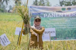 Dahulu Lahan Tidur, Bupati Luwu Utara Panen Perdana di Desa Kariango