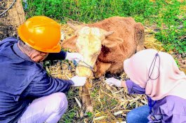 Realisasi Vaksinasi PMK Wajo: 2.336 Ekor Dosis I, 466 Ekor Dosis II