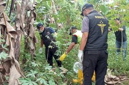 Mayat Bayi Terbungkus Plastik Ditemukan di Kebun Ubi Gegerkan Warga