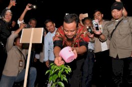 Kembalikan Kejayaan Jeruk Selayar, Gubernur Sulsel Tanam Bibit Jeruk Keprok Ke-100 Ribu