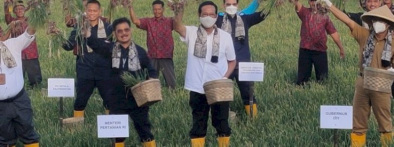 BPS Ingatkan Pentingnya Menjaga Stok Pangan Saat Panen Raya