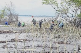 DKP Sulsel Tanam 40 Ribu Batang Mangrove di Pesisir Wajo