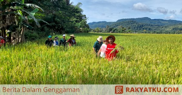 Mengunjungi Lokasi Pertanian SRI Organik PT Vale; Sudah Menyehatkan, Menguntungkan pula