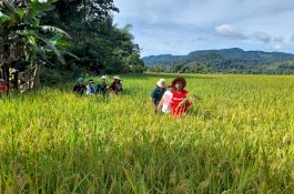 Mengunjungi Lokasi Pertanian SRI Organik PT Vale; Sudah Menyehatkan, Menguntungkan pula