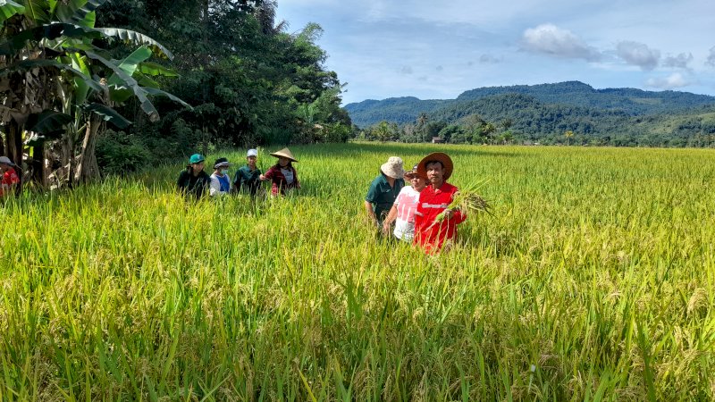 Aktivitas petani di lokasi pengembangan pertanian SRI Organik di Desa Ledu-Ledu, Kecamatan Wasuponda, Kabupaten Luwu Timur, Sulawesi Selatan (Sulsel), Sabtu (17/12/2022). 