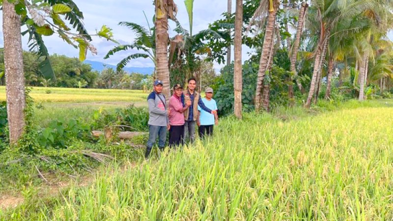 Salah satu lokasi pertanian padi binaan PT Vale Indonesia Tbk. (PT Vale) di Blok Pomalaa, Kabupaten Kolaka, Sulawesi Tenggara.