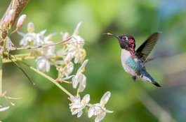 Burung Kemana Saat Hujan ?