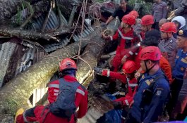 Dua Orang Meninggal Dunia Tertimpa Pohon Tumbang di Makassar