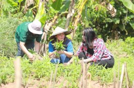 Lewat PSRLB, PT Vale Dorong Masyarakat Luwu Timur Kembangkan Perkebunan Organik