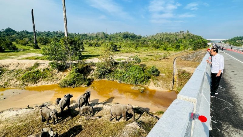 Presiden Jokowi melihat perlintasan gajah di KM 12 ruas tol Pekanbaru-Dumai, Provinsi Riau, pada Kamis (05/01/2023). (Foto: BPMI Setpres/Laily Rachev)