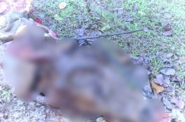 Hati-Hati! Pencuri Sapi Berkeliaran di Barru