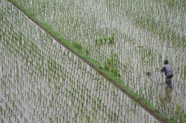 Akademisi: Food Estate Penting untuk Jaga Ketahanan Pangan Nasional