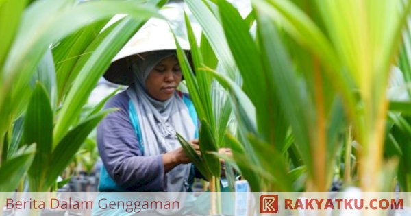 Mentan SYL Dorong Peningkatan Kelapa Kelas Dunia