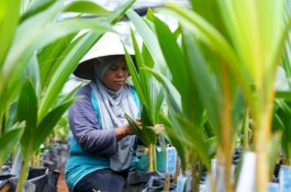 Mentan SYL Dorong Peningkatan Kelapa Kelas Dunia
