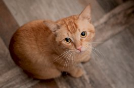 Cara Memandikan Kucing