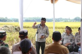 Sentra Produksi Beras Masuk Masa Panen Raya, Mentan SYL Cek Penggilingan-Penyaluran