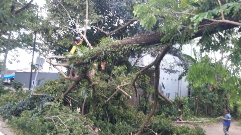 Pohon besar yang tumbang di Lingkungan Ammaro, Kelurahan Coppo, Kecamatan Barru,  Kabupaten Barru, Rabu (8/2/2023).