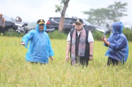 Diiringi Berkah Hujan, Mentan SYL dan Mas Bupati Kediri Panen Padi